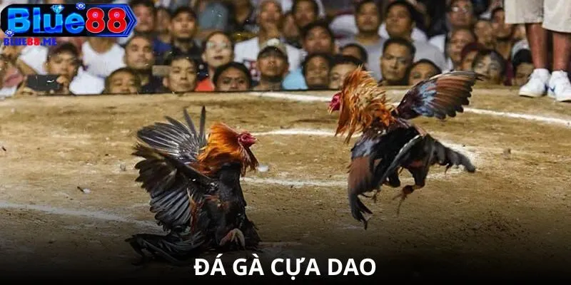 Đá gà Cựa Dao BLUE88