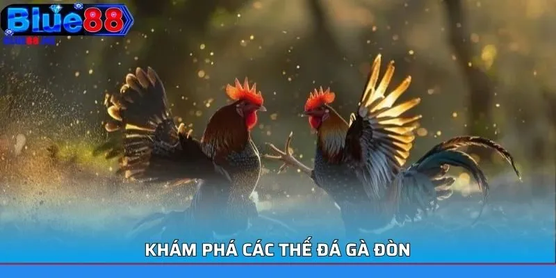 Thế Đá Gà Đòn