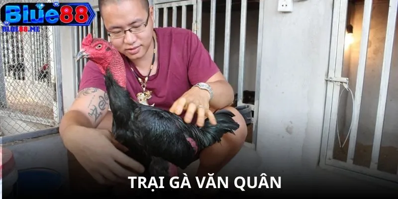 Trại Gà Văn Quân